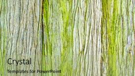  Presentation with organic coconut yogurt in wooden - Slides consisting of ball bearings isolated on white background and a  colored foreground.