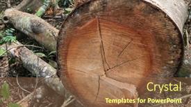  Presentation with tropical rainforest - 