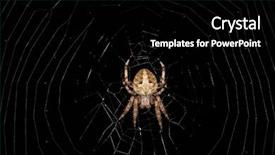  Presentation with spider web - Presentation consisting of cross spider in its web background and a  colored foreground