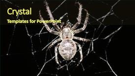  Presentation with black cross - Audience pleasing PPT layouts consisting of cross spider in its web backdrop and a  colored foreground