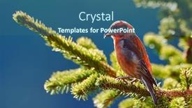  Presentation with natural - PPT layouts consisting of crossbill-in-natural-habitat-loxia background and a ocean colored foreground