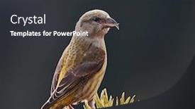  Presentation with natural - Colorful PPT layouts enhanced with crossbill-in-natural-habitat-loxia backdrop and a dark gray colored foreground