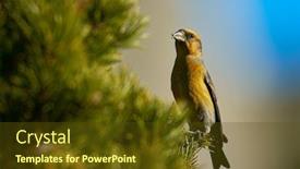  Presentation with natural - Presentation theme having crossbill-in-natural-habitat-loxia background and a tawny brown colored foreground
