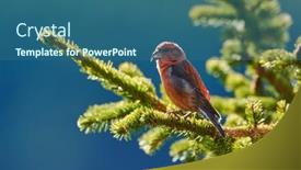  Presentation with natural - PPT theme having crossbill-in-natural-habitat-loxia background and a ocean colored foreground