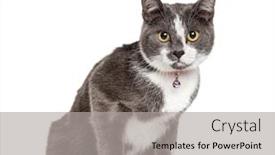  Presentation with cat - Audience pleasing PPT theme consisting of crossbredeed-cat-wearing-a-bell backdrop and a light gray colored foreground