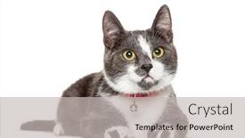  Presentation with cat - Slide deck enhanced with crossbredeed-cat-wearing-a-bell background and a light gray colored foreground