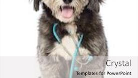  Presentation with evaluation of 5 years old boy - Presentation design featuring crossbreed 4 years old sitting and wearing a blue stethoscope around the neck in front of white background background and a light gray colored foreground