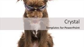  Presentation with old - Amazing PPT layouts having crossbreed 5 months old sitting backdrop and a light gray colored foreground