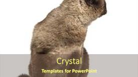  Presentation with cat - Presentation design consisting of crossbreed-cat-looking-backwards-isolated background and a tawny brown colored foreground