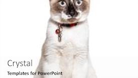  Presentation with cat - Theme having crossbreed-cat-wearing-a-capsule background and a white colored foreground