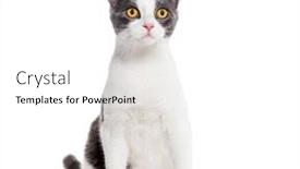  Presentation with cat - PPT theme having crossbreed-cat-yellow-eyed-isolated and a white colored foreground