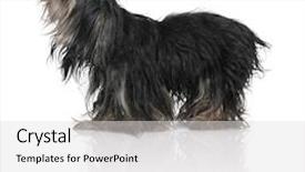  Presentation with 4 years old children and doctor - Beautiful PPT layouts featuring crossbreed dog 11 years old backdrop and a light gray colored foreground