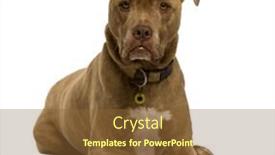  Presentation with old dog - Presentation enhanced with crossbreed dog 12 years old sitting in front of white background studio shot background and a tawny brown colored foreground