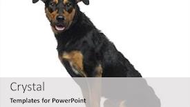  Presentation with old dog - Amazing PPT theme having crossbreed dog 18 months old backdrop and a light gray colored foreground