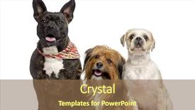  Presentation with dog - Amazing presentation theme having crossbreed dog between a amstaff and a bulldog and a crossbreed dog between a yorshire and a bichon and a shih tzu lying down and looking at the camera sitting isolated on white backdrop and a violet colored foreground