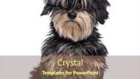  Presentation with dachshund - Presentation theme enhanced with crossbreed-dog-between-a-maltese background and a violet colored foreground