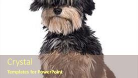  Presentation with dachshund - PPT theme enhanced with crossbreed-dog-between-a-maltese background and a violet colored foreground