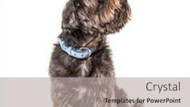  Presentation with blue proposal - PPT theme featuring crossbreed-dog-wearing-a-blue background and a light gray colored foreground