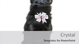  Presentation with dog - Slides enhanced with crossbreed-dog-wearing-a-collar background and a light gray colored foreground