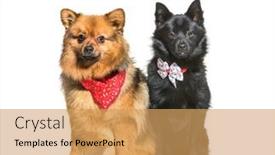  Presentation with dog - Slide set featuring crossbreed-dog-wearing-a-collar background and a yellow colored foreground