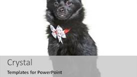  Presentation with dog - Slides having crossbreed-dog-wearing-a-collar background and a light gray colored foreground
