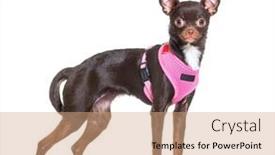  Presentation with dog - Presentation enhanced with crossbreed-dog-with-a-chihuahua background and a coral colored foreground