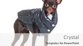 Presentation with dog - PPT layouts featuring crossbreed-dog-with-a-chihuahua background and a white colored foreground