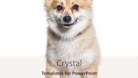  Presentation with dog - Slide set having crossbreed-dog-with-a-spitz background and a lemonade colored foreground