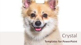  Presentation with dog - PPT layouts enhanced with crossbreed-dog-with-a-spitz background and a soft green colored foreground