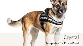  Presentation with german shepherd two young puppys - Colorful slide deck enhanced with crossbreed-dog-with-akita backdrop and a lemonade colored foreground