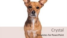  Presentation with ears - PPT theme enhanced with crossbreed-dog-with-big-ears background and a coral colored foreground