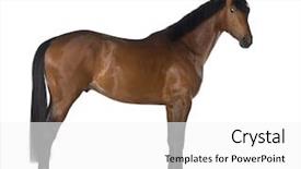  Presentation with white horse - Audience pleasing theme consisting of crossbreed horse against white background backdrop and a white colored foreground