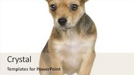  Presentation with yorkshire moor - PPT theme having crossbreed inbetween a chihuahua and yorkshire 3 months in front of white background background and a coral colored foreground