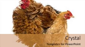  Presentation with hen - Audience pleasing presentation theme consisting of crossbreed rooster pekin and wyandotte standing next to a pekin bantam hen lying against white background backdrop and a gold colored foreground