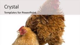  Presentation with hen - Colorful slide deck enhanced with crossbreed rooster pekin and wyandotte standing next to a pekin bantam hen lying against white background backdrop and a light gray colored foreground