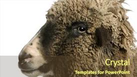  Presentation with sheep - Presentation theme featuring crossbreed sheep standing in front background and a tawny brown colored foreground