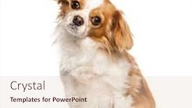  Presentation with executive marting luther king j - PPT theme consisting of crossbreed-with-cavalier-king-charles background and a lemonade colored foreground