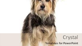  Presentation with dog - Audience pleasing slide set consisting of crossebreed-dog-yorkshire-and-griffon backdrop and a coral colored foreground