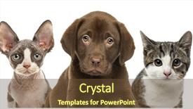  Presentation with cats - Theme consisting of crossfit - close-up of cats and dog background and a tawny brown colored foreground