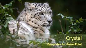  Presentation with central asia - Presentation theme enhanced with crouching-adult-snow-leopard-panthera background and a tawny brown colored foreground