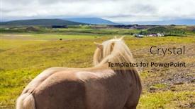  Presentation with free dream - Cool new PPT theme with croup-of-a-thoroughbred-horse backdrop and a yellow colored foreground