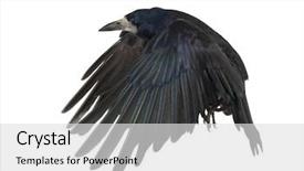  Presentation with rook - Slide deck featuring crow - rook corvus frugilegus 3 years background and a light gray colored foreground