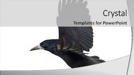  Presentation with rook - PPT theme featuring crow - rook corvus frugilegus 3 years background and a light gray colored foreground