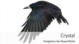  Presentation with rook - Amazing PPT theme having crow - rook corvus frugilegus 3 years backdrop and a white colored foreground