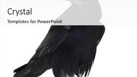  Presentation with rook - Slide deck consisting of crow - rook corvus frugilegus 3 years background and a white colored foreground