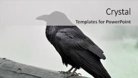  Presentation with raven black - Slides with crow bird - big black wild raven sitting background and a  colored foreground