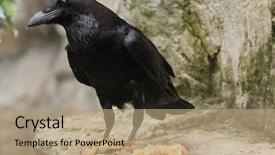  Presentation with animal chicken - Slide set with crow bird - common raven corvus corax eating background and a coral colored foreground
