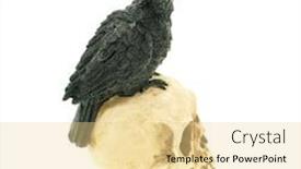  Presentation with crow - Colorful presentation design enhanced with crow-bird-on-the-human backdrop and a blonde colored foreground