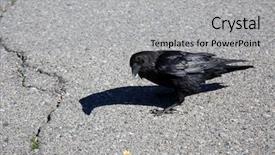  Presentation with crow - PPT layouts consisting of crow black crow american black background and a light gray colored foreground