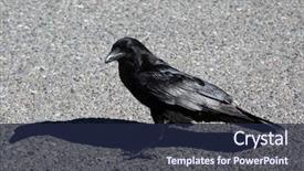  Presentation with crow - Beautiful slides featuring crow black crow american black backdrop and a wine colored foreground